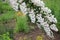 White Deutzia flowers on the brunch. Flowering Fuzzy Deutzia bush in spring or summer garden.