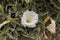 White devils trumpet flower, Datura stramonium