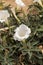 White devils trumpet flower, Datura stramonium