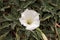 White devils trumpet flower, Datura stramonium