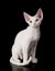 White devon rex cat.