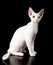 White devon rex cat. isolated on dark background