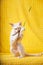 White Devon Rex Kitten Kitty Playing With Feather Toy. Short-haired Cat Of English Breed On Yellow Plaid Background