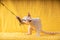 White Devon Rex Kitten Kitty Playing With Feather Toy. Short-haired Cat Of English Breed On Yellow Plaid Background
