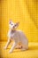 White Devon Rex Kitten Kitty. Short-haired Blue-eyed Cat Of English Breed On Yellow Plaid Background. Shorthair Pet Cat