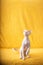 White Devon Rex Kitten Kitty. Short-haired Blue-eyed Cat Of English Breed On Yellow Plaid Background. Shorthair Pet Cat