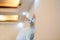 White devon Rex look up, pink ears,big eyes,small body