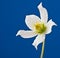 White dewy flower on blue background