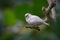 white diamond mandarin bird alone resting on a br