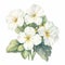 White Diamond Primrose Watercolor Painting On White Background