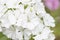 White Dianthus barbatus flowers