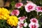 White dianthus flowers and yellow American marigold