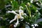 A white Dichorisandra flower at full bloom, a tropical plant