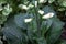 White Digitalis Foxglove Plant In Garden