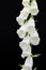 White digitalis purpurea flower on black background