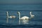 White dignified swans resting on the blue calm water of the Baltic sea