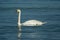 White dignified swans resting on the blue calm water of the Baltic sea