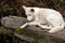 White dingo