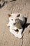 The white dingo pup is laying on a log