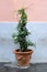 White dipladenia mandevilla flower in terracotta pot