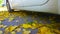 White dirty car parking on road. Yellow dry fallen maple leaves on earth. Autumn street. Driving. Automobile. Protection auto.