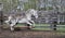 White, dirty horse playing, running in the Levada in the rain