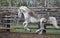 White, dirty horse playing, running in the Levada in the rain