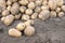 White dirty potato tubers lying on the ground