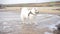 white dog on the beach. beautiful happy fluffy dog. samoyed
