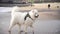white dog on the beach. beautiful happy fluffy dog. samoyed