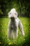 White dog, the Bedlington Terrier stands in the summer