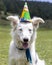 White dog with birthday hat