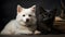 White Dog and Black Cat Resting Together