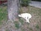 A white dog with a black nose sleeps under a tree.