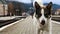White dog with black spots. playful and hungry dog on a suburban train station amid railroad tracks and a parapet of the station,