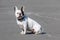 A white dog with black spots sits and turns his head to look at the photographer. Close-up. Pets.