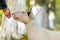 White dog breed bull terrier on a leash takes food from the hand of the owner