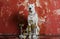 White dog breed Dogo Argentino, alongside their awards