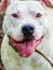 White dog breed pitbull close-up. Dog trustingly looks in eye