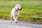 White dog breed pitbull. The dog runs along the way. Walking wit