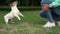 White dog with brown head takes coloured toy slow motion