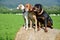 White dog, brown ridgeback and black rottweiler sit on roll of straw on green meadow