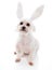 White dog with bunny ears