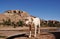 White dog and casbah Ait Benhaddou