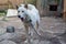 White dog on the chain yawns - yard of farm house in Russian countryside