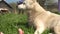 White dog chews a fresh bone on green grass in summer, a stray dog eats a bone on a sunny day