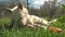 White dog chews a fresh bone on green grass in summer, a stray dog eats a bone on a sunny day, bottom view