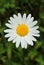 White dog daisy Leucanthemum vulgare blooming