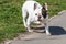 A white dog with dark spots walks and looks at the photographer. Close-up.