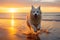 White dog dashing across the sandy shore as the sun sets in a spectacular burst of colors. Ai generated